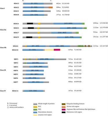 The Roles of Histone Deacetylases and Their Inhibitors in Cancer Therapy